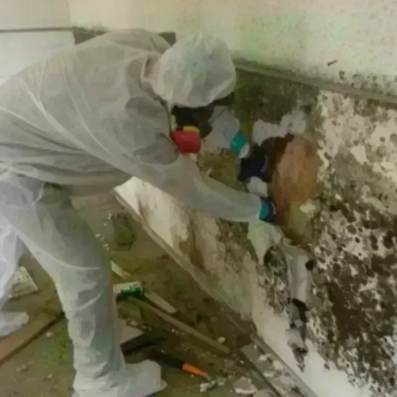 Mold Remediation and Removal in Smyrna, GA